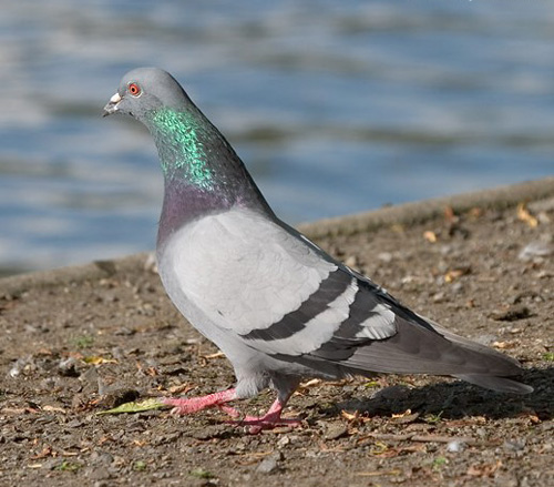 Petit Gibier - Les différentes espèces de colombidés en Europe Pigeon_biset_sauv