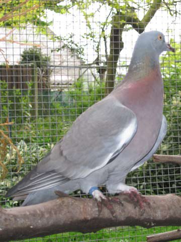 Petit Gibier - Les différentes espèces de colombidés en Europe Pigeon_mulet